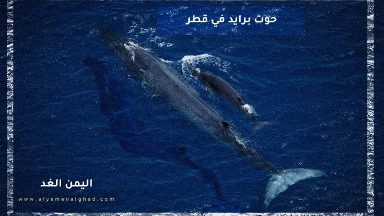 حوت برايد jpg | حوت برايد معلومات عنه اين يعيش ويكيبيديا