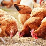 اسعار الدواجن اليوم الخميس 16 ديسمبر 2021 في الأسوق المصرية