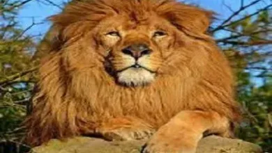 تفسير هجوم الاسد في المنام