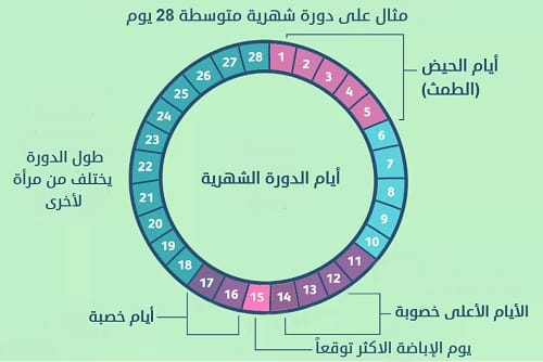 جدول ايام التبويض بعد الدورة بكم يوم 1 جدول ايام التبويض بعد الدورة بكم يوم
