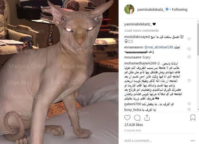 قط ياسمين عبد العزيز يثير الجدل 5 معلومات لا تعرفها عن قط ياسمين عبدالعزيز 2 ابدا ياسمين عبد العزيز