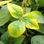 ايناس الحنطي تروج لعطر ريحة الزوج الحنون - اليمن الغد