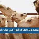 كم قيمة جائزة المركز الاول في مزاين الابل