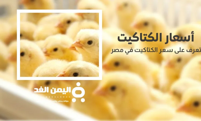 أسعار الكتاكيت سعر الكتكوت الأبيض اليوم عمر يوم 18 اكتوبر 2024 1 سعر الكتكوت الأبيض اليوم