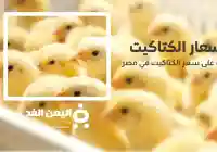 أسعار الكتاكيت سعر الكتكوت الأبيض اليوم عمر يوم 18 اكتوبر 2024