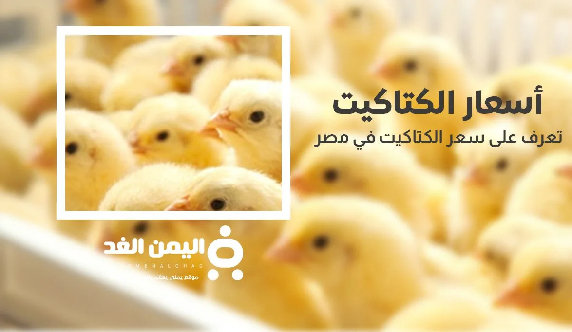 سعر الكتكوت الأبيض اليوم سعر الكتكوت الأبيض اليوم