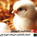 سعر الكتكوت الأبيض عمر يوم للمستهلكين في البورصة والأسواق التجارية - اليمن الغد