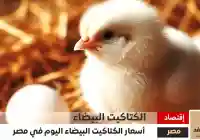 سعر الكتكوت الأبيض اليوم عمر يوم 18-11-2024 شهر نوفمبر في مصر اليوم