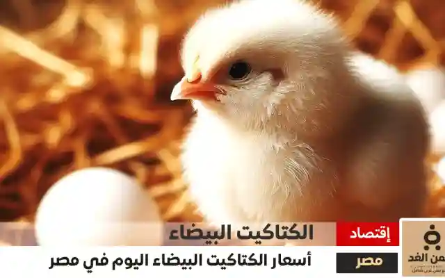 سعر الكتكوت الأبيض اليوم عمر يوم 18-11-2024 شهر نوفمبر في مصر اليوم