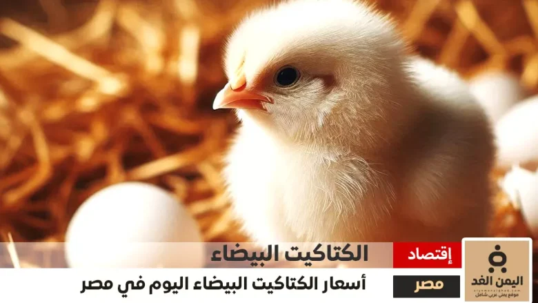 سعر الكتكوت الأبيض اليوم عمر يوم 18-11-2024 شهر نوفمبر في مصر اليوم 1 سعر الكتكوت الأبيض اليوم عمر يوم