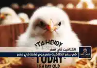 سعر الكتكوت الأبيض اليوم عمر يوم دليلك الشامل