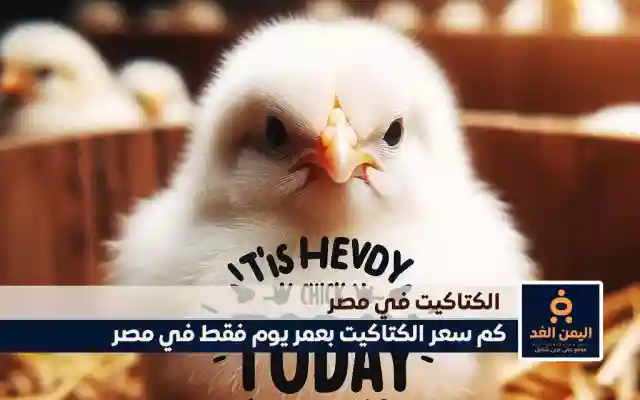 سعر الكتكوت الأبيض اليوم عمر يوم دليلك الشامل