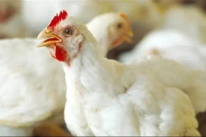 أسعار الدواجن اليوم الثلاثاء 19 نوفمبر 2024