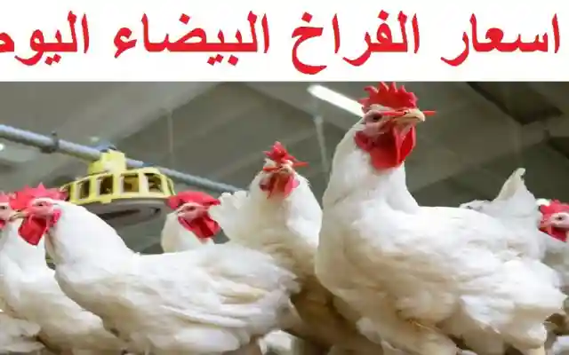 أسعار الدواحن اليوم الإثنين الموافق 18 نوفمبر 2024 في البورصة والأسواق