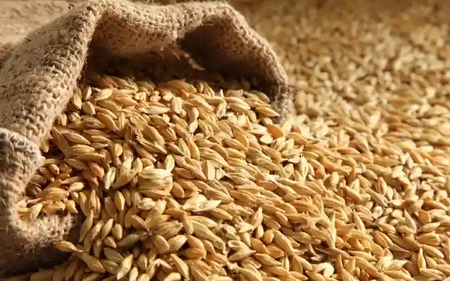 “صدمة الأسواق! هل ارتفعت سعر طن الارز الشعير اليوم الاثنين 18-11-2024؟ تعرف على أحدث التطورات التي ستؤثر على ميزانيتك”
