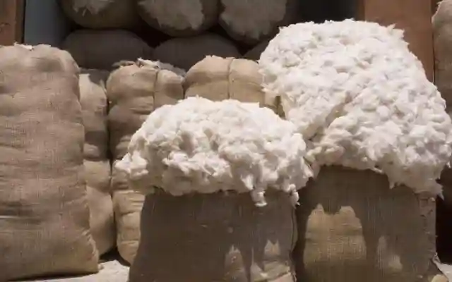 القطن المصري يضيء سماء الأسواق.. سعر قنطار القطن اليوم الثلاثاء 19 نوفمبر 2024 في جميع المحافظات مع بدء موسم الحصاد