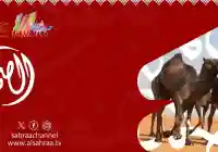 تردد قناة الصحراء 2026 الجديد في بث مباشر والبحث عنها بعد ظهور صيتة السبيعي