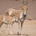 نهى نبيل مهددة بسحب الجنسية الكويتية هل تلحق بركب نوال الكويتية - اليمن الغد