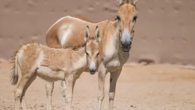 الحمار البري يعود إلى محمية سعودية