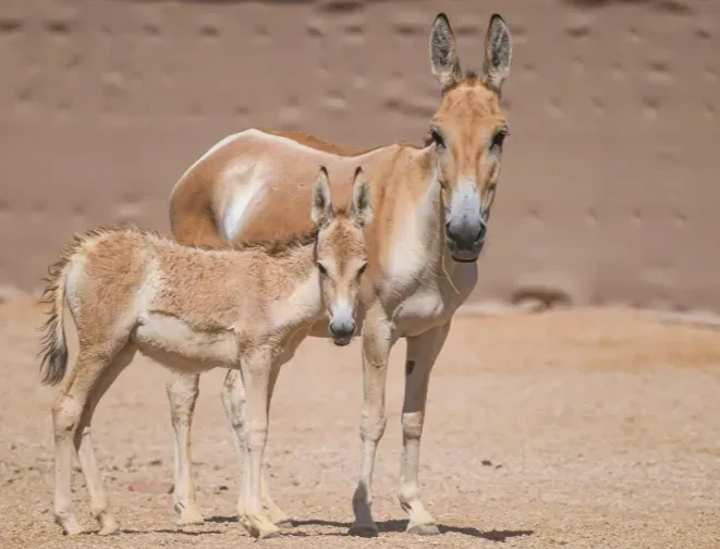 الحمار البري يعود إلى محمية سعودية بعد اكثر من 100 عام من الغياب Equus hemionus onager