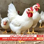 الفراخ البيضاء