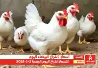 أسعار الفراخ البيضاء في مصر 3 يناير 2025 اليوم الجمعة البلدي والأمهات
