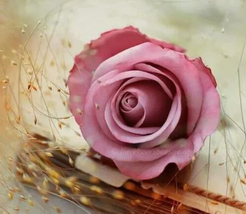 وفاء العوامي