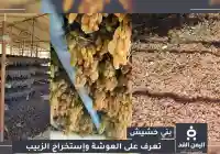 موسم “العوشة” في بني حشيش: العنب يتحول إلى زبيب يمني فاخر يُنافس عالميًا