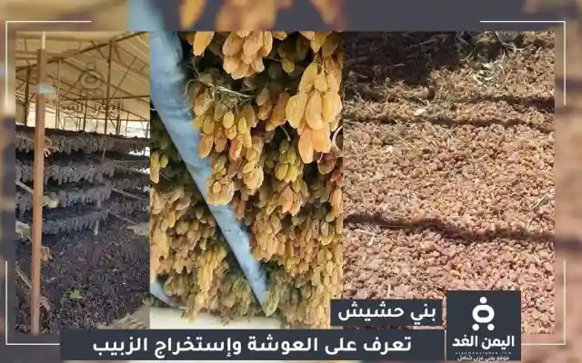موسم “العوشة” في بني حشيش: العنب يتحول إلى زبيب يمني فاخر يُنافس عالميًا
