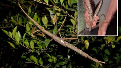 صور معلومات حول حشرة العصا العملاقة