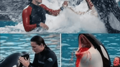 قصة حوت الأوركا وجيسيكا