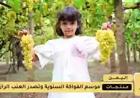 موسم الفواكة السنوية وتصدر العنب الرازقي لهذا العام