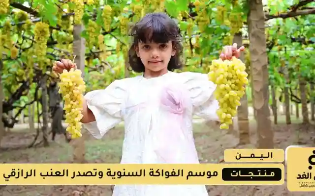 موسم الفواكة السنوية وتصدر العنب الرازقي لهذا العام