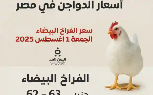 أسعار الدواجن اليوم الجمعة 1 أغسطس 2025 في الأسواق المصرية الفراخ البيضاء