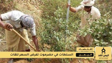 بائعي شجرة القات في حضرموت حول التلاعب في التسعيرة