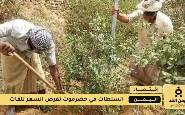 تحذير لكل بائعي شجرة القات في حضرموت حول التلاعب في التسعيرة