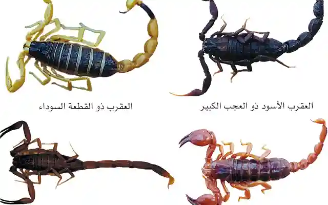 مفاجأة العقرب القرين وقصة وفاة عساف نجل يوشا عبدالعزيز