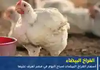 أسعار الفراخ البيضاء اليوم 12 اكتوبر 2025 في مصر تعرف على سعر الدجاج