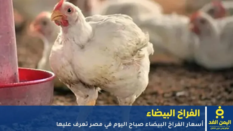 أسعار الفراخ البيضاء اليوم 12 اكتوبر 2025