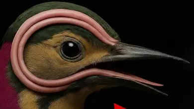 طائر نقار الخشب