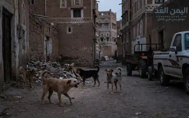 كلب يتسبب في وفاة طفل في صنعاء شاهد التفاصيل